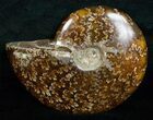 Wide Cleoniceras Ammonite - Madagascar #5242-2